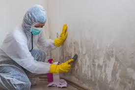 Best Mold Odor Removal Services  in Evanston, IL